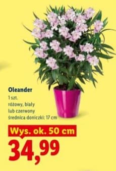 oleander