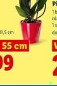 storczyk trzypędowy premium