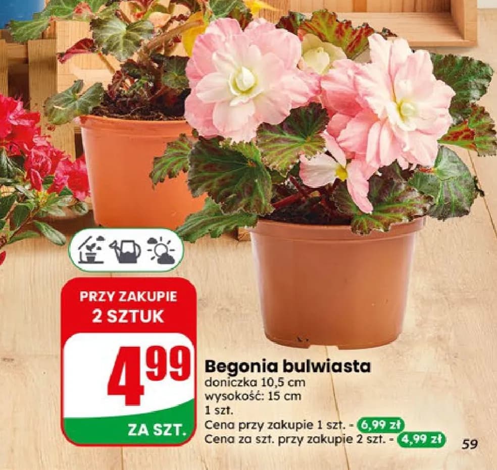 begonia bulwiasta