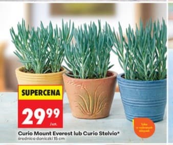 curio Mount Everest lub Curio Stelvio