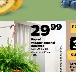 paproć w podwieszanej doniczce