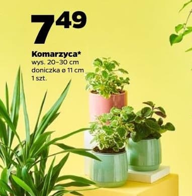 komarzyca