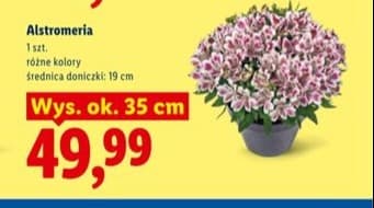 alstromeria