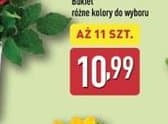 róże
