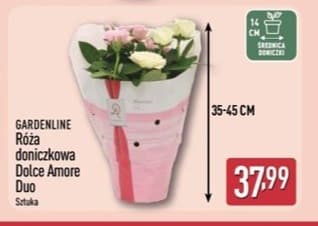 róża doniczkowa Dolce Amore Duo