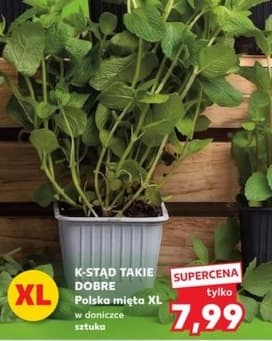 mięta polska XL w doniczce