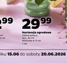 hortensja ogrodowa