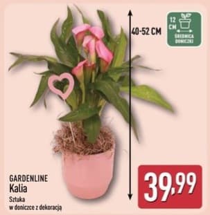 Kalia w doniczce z dekoracją