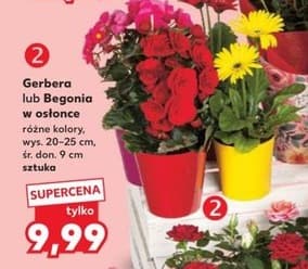 gerbera lub begonia w osłonce