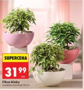 fikus kinky