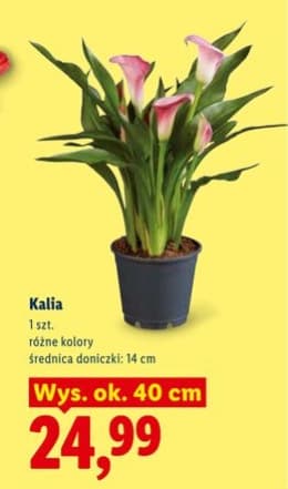 kalia