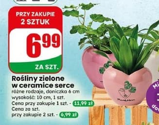 rośliny zielone w ceramice serce