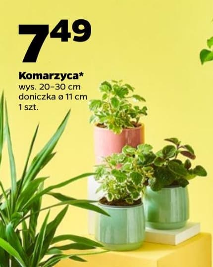 komarzyca