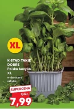 bazylia polska XL w doniczce
