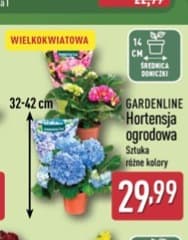 hortensja ogrodowa