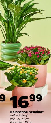 kalanchoe rosalina