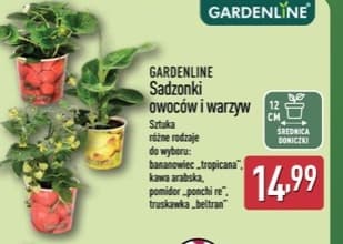 sadzonki owoców i warzyw
