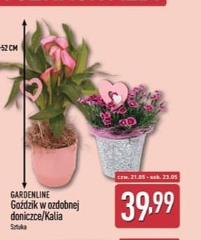 goździk w ozdobnej doniczce/kalia