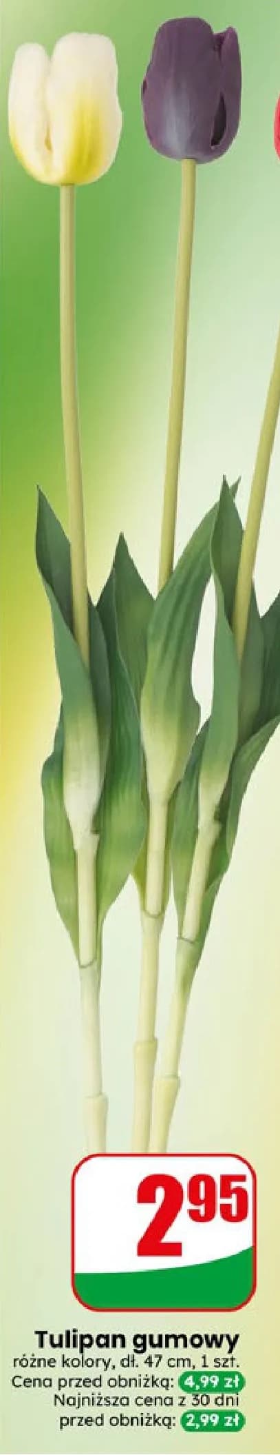 tulipan gumowy