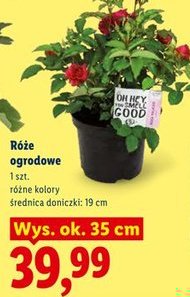 róże ogrodowe