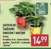 sadzonki owoców i warzyw