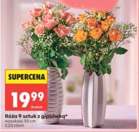 róża z gipsówką