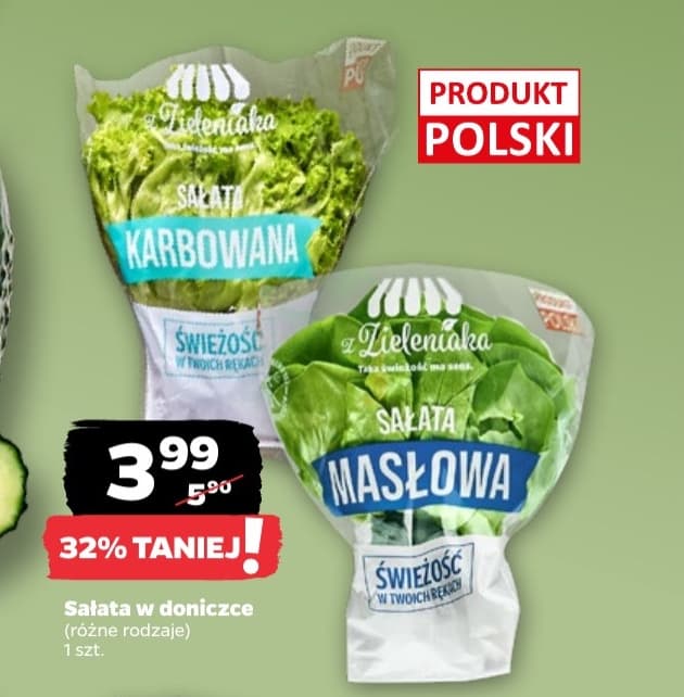 sałata w doniczce