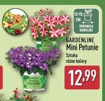 mini petunia