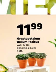 graptopetalum Bellum Tacitus