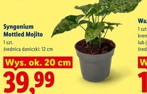 syngonium Mottled Mojito