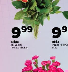 róża