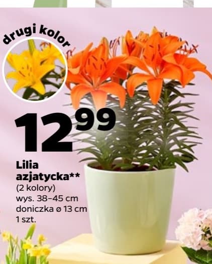 lilia azjatycka