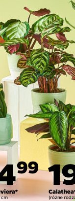 calathea