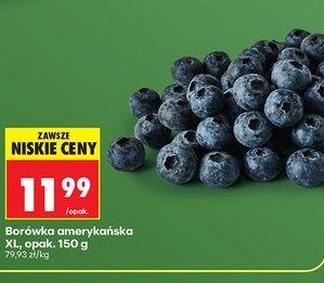 borówka amerykańska XL