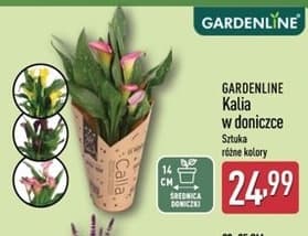 kalia w doniczce z dekoracją