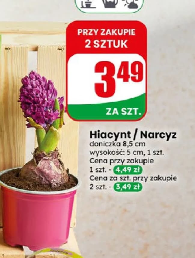 hiacynt / narcyz