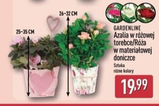 azalia w różowej torebce/róża w materiałowej doniczce