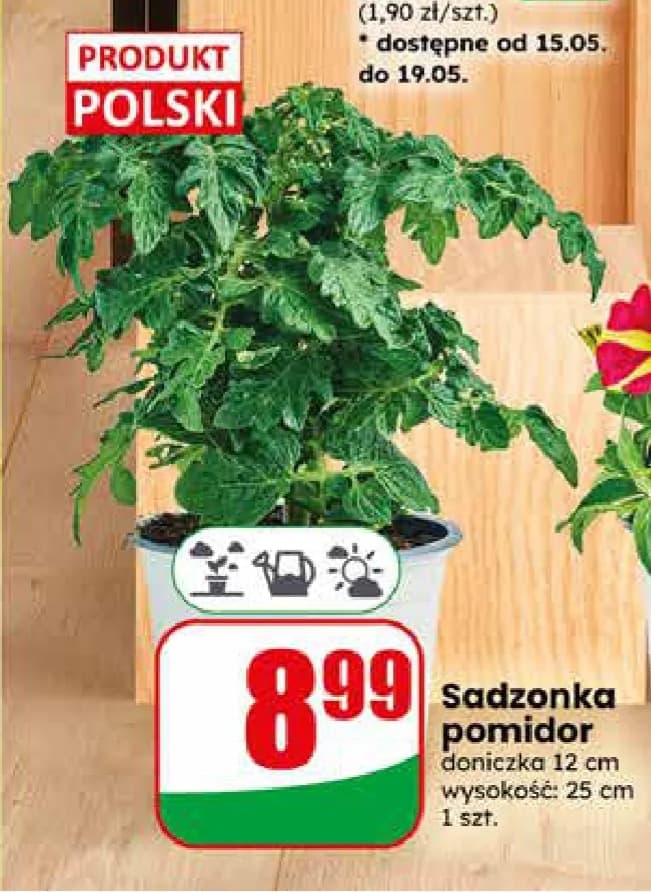 Sadzonka pomidor