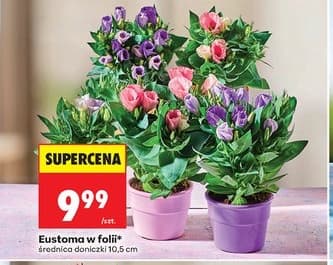 eustoma w folii
