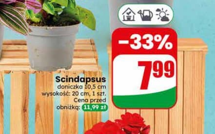 scindapsus
