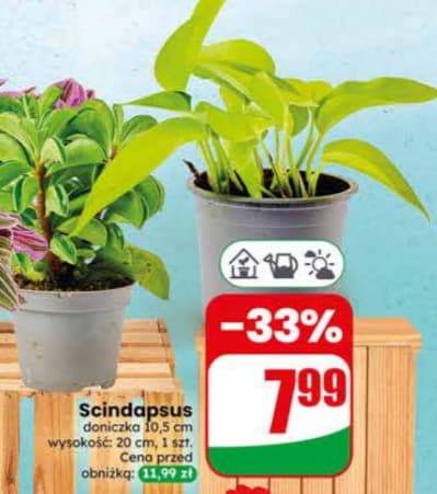 scindapsus