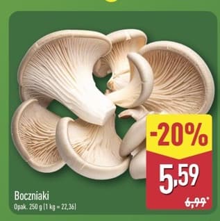 grzyby boczniaki