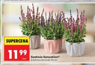 szałwia Sensation