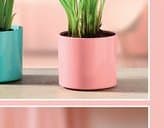 Zantedeschia