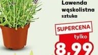 lawenda wąskolistna