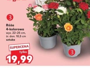 róża 4-kolorowa