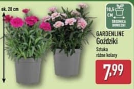 goździki