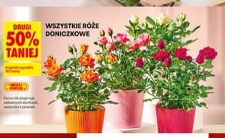 wszystkie róże doniczkowe