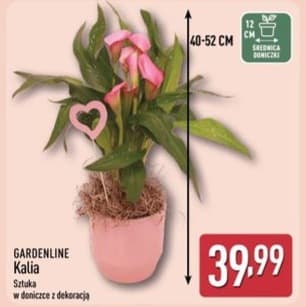 kalia