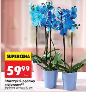 storczyk 2-pędowy malowany